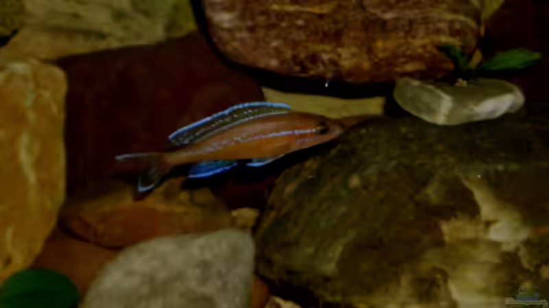 nochmal mein P. nigripinnis blue neon von Angelheart (35)