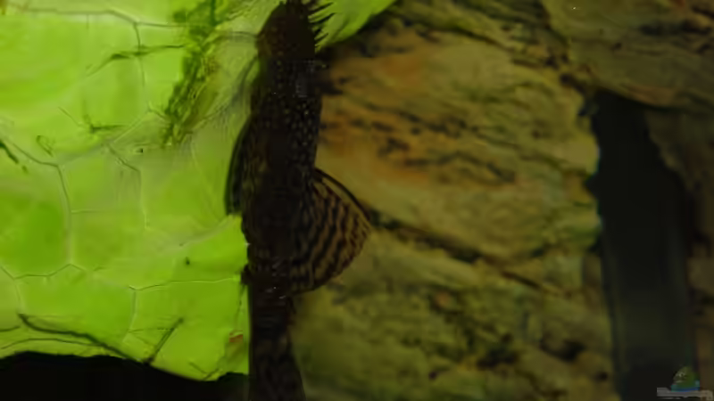 nochmal mein wels 16.08.07 von MDenzer (25)