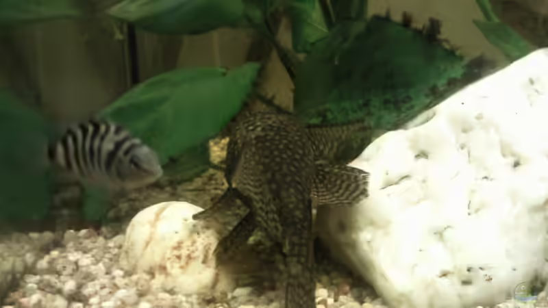 Nochmal mein Wels mit Zebra Jungfisch von mikael38 (40)