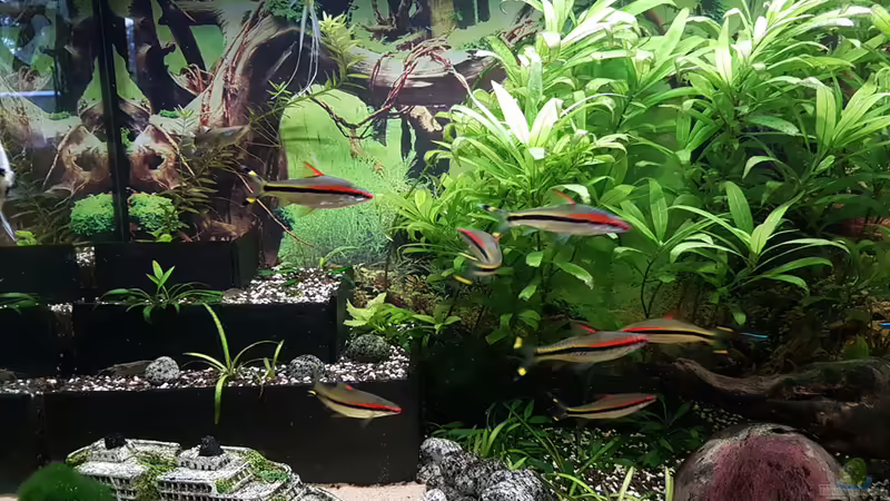 Nochmal meine gewachsenen Rotsteifis von kielerteam (11)