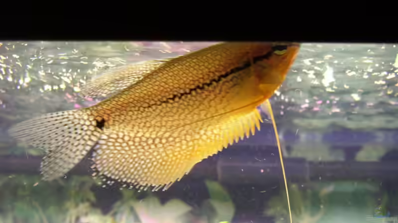 nochmal Mosaikmännchen 12cm beim füttern von Stonedman (16)