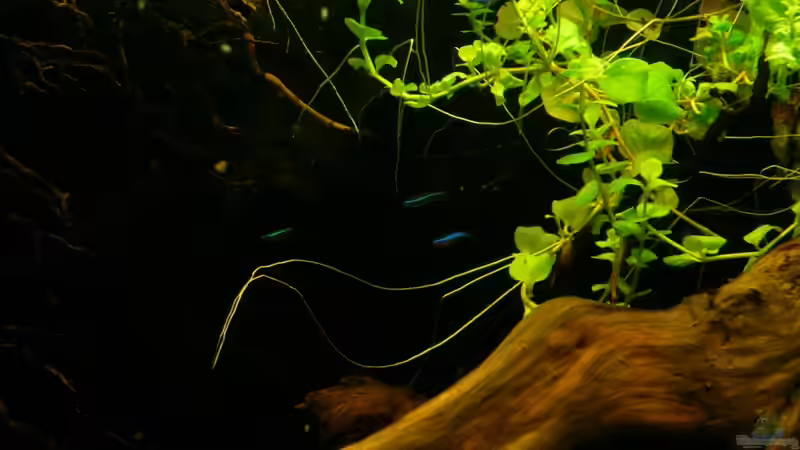 Nochmal Neon, aus weiter Ferne fotografiert von Cichlid Power (60)