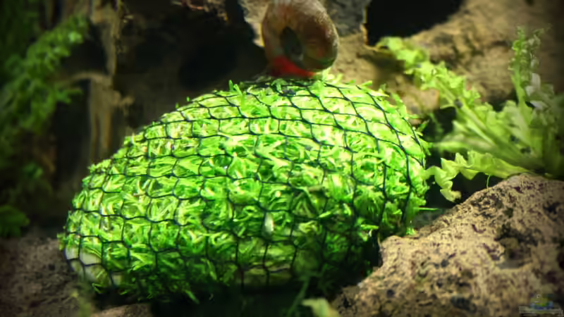 nochmal Riccia mit Netz von SouthAmerica (23)