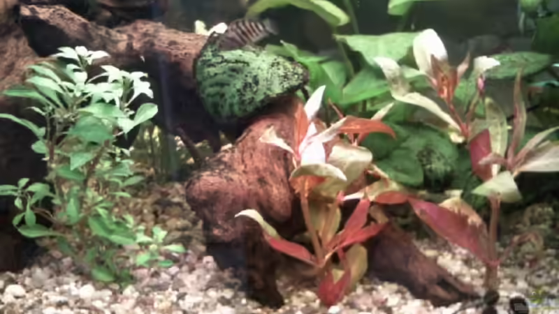 Nochmal schmalblättriges und rotes Papageienblatt Jungpflanzen,hinten mitte recht von mikael38 (25)