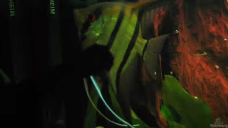 nochmal Skalar von Michael Gerhardt (13)