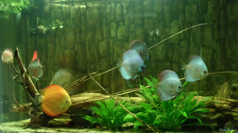 nochmal Truppe von kellerkind (44)