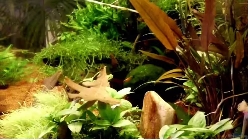 nochmal von der Seite von die Perle... (3)