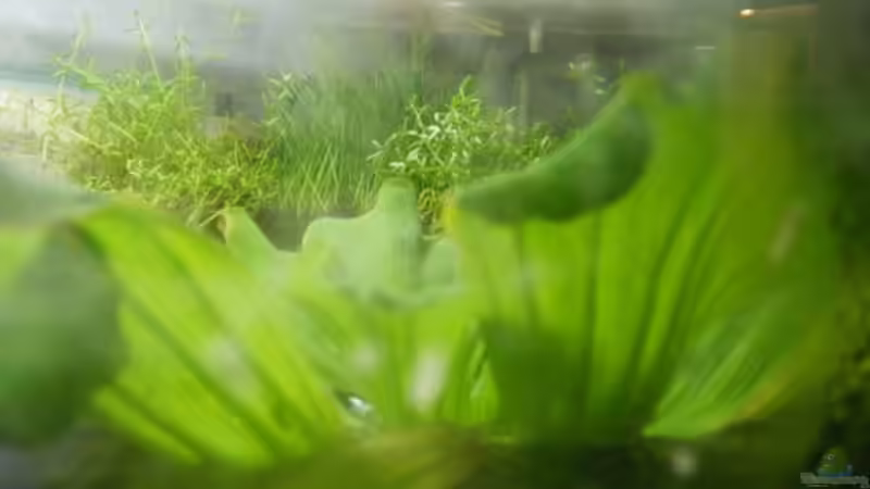 nochmal Wasserüber von Falk (52)