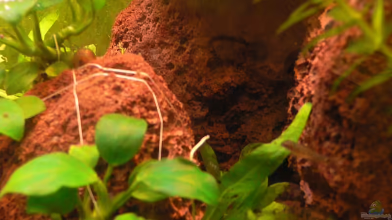 nochmal Yunnanilus von Max Wolf (13)