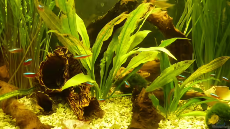 nochmal Zitronensalmler und Neon von Josef Braun (34)