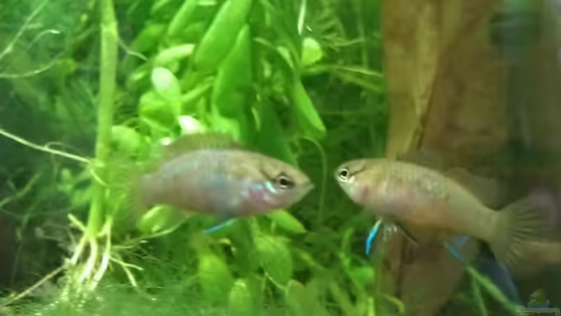 nochmal zwei Damen, wobei ich jedoch glaube, dass es sich bei der Hinteren doch um von TinaMarie (26)