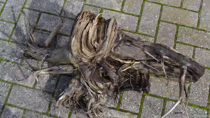 Nochmals der Rest von Wurzel 6. von GGuardiaNN (55)