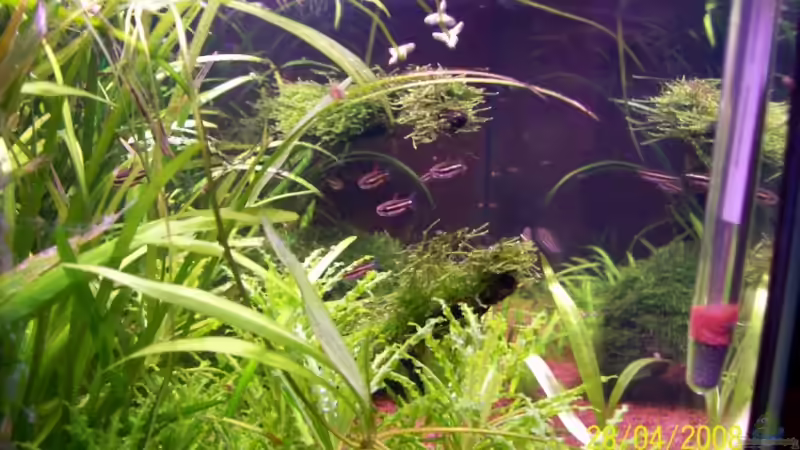 nochmals die lustigen Zeitgenossen 28.04.08 von Thomas Schmidt (34)