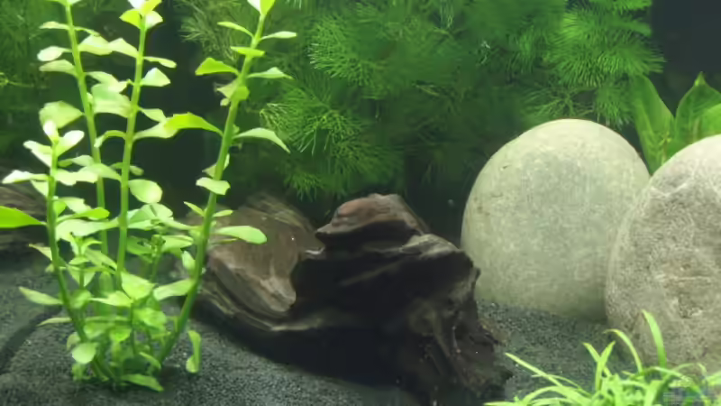 nochmals Einrichtung von Jakobi (3)