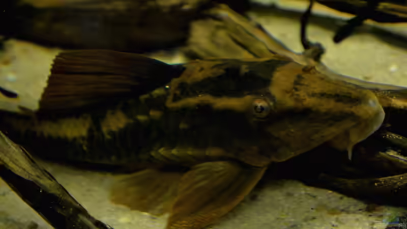 Aquarien mit Cochliodon basilisko (Roter Schilderwels)