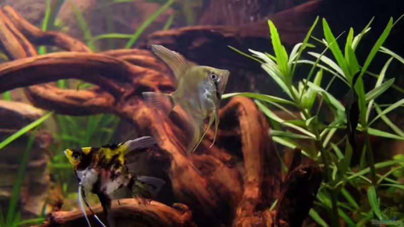 nochmals Skalare von froxxs (11)