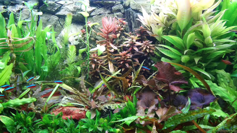 Nochmehr grün von Pico (3)