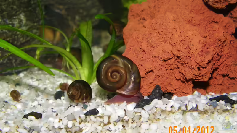 nochmehr Posthornschnecken von Bienchen1976 (9)