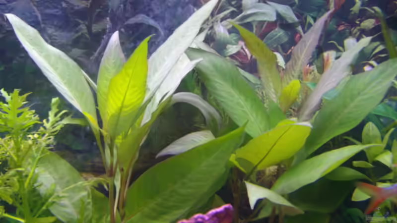 Nomaphila siamensis (Indischer Wasserfreund) von Cia (5)