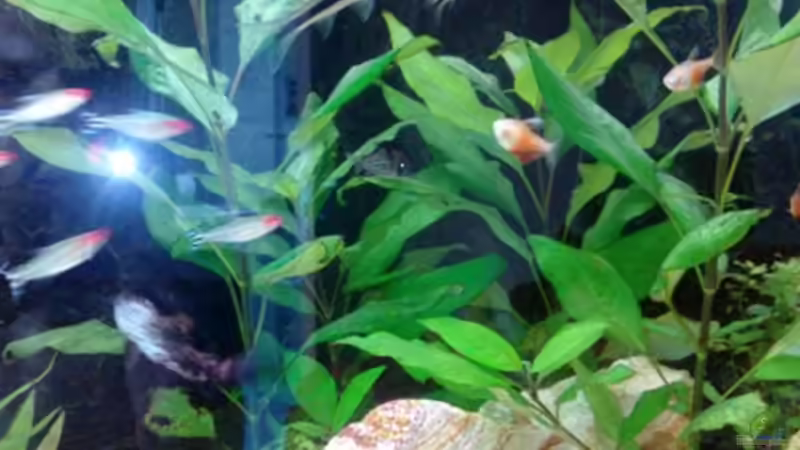 Nomaphila stricta von Andy Klein 86 (4)