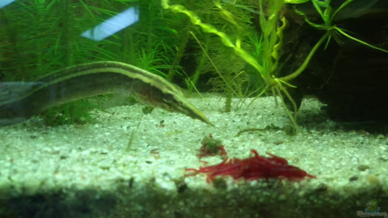 nomnomnom von Fuujida (29)