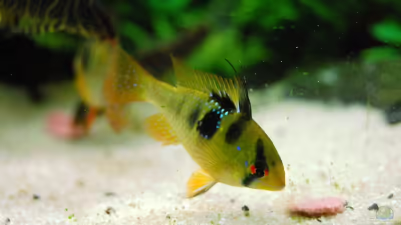 NomNomNom von Michael Seraph (34)