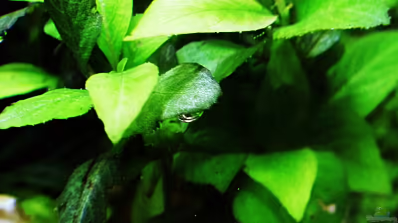 Nompahila siamensis parvifolia von Sarah_Schneider (15)