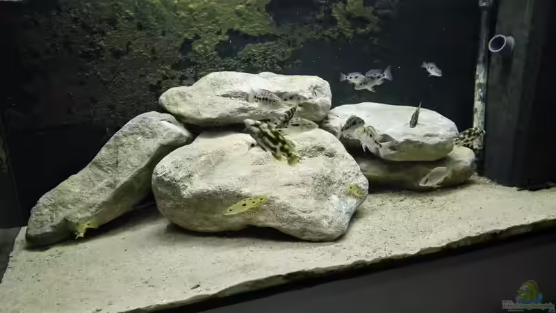 Non-Mbunas Aufzuchtbecken von Tom (1)