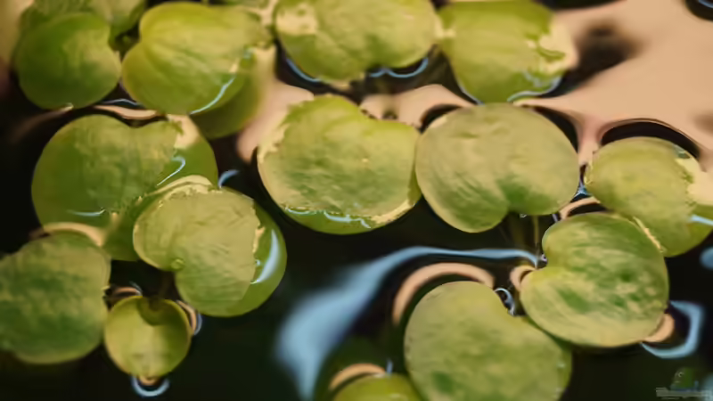 Nordamerikanischer Froschbiss von Guido Seifert (13)