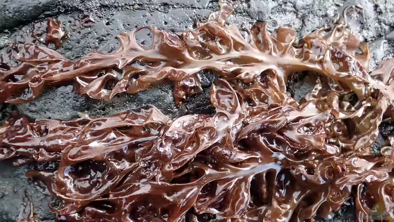 Nori-Algen - Natürliche Power aus dem Meer für deine Zierfische