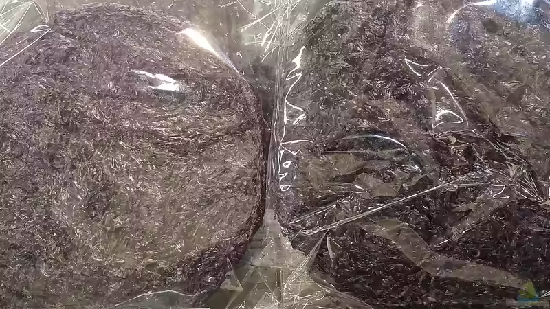 Nori-Algen - Natürliche Power aus dem Meer für deine Zierfische