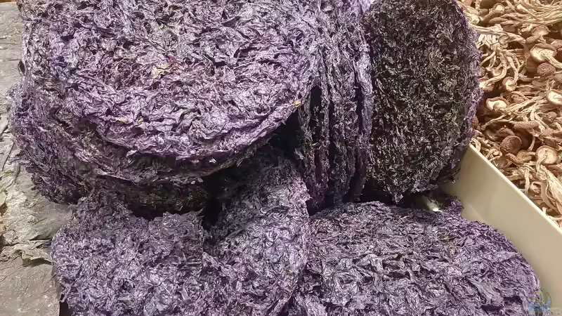 Nori-Algen - Natürliche Power aus dem Meer für deine Zierfische