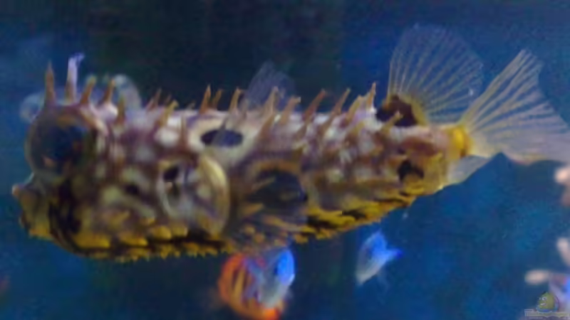 Normalzustand von Jens Just (25)