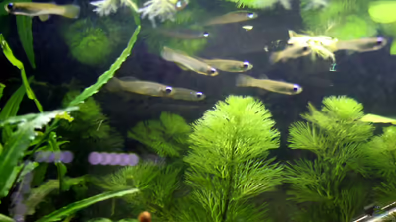 Robinia pseudoacacia im Aquarium pflegen (Einrichtungsbeispiele mit Muschelblumen)