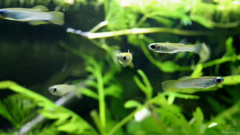 Normanis  von gezina (11)