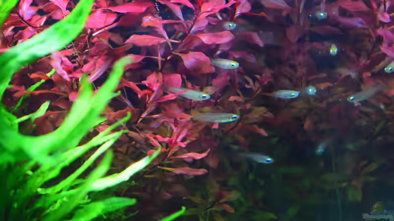 Aquarien mit Aplocheilichthys-Arten (Einrichtungsbeispiele für Aplocheilichthys-Arten)