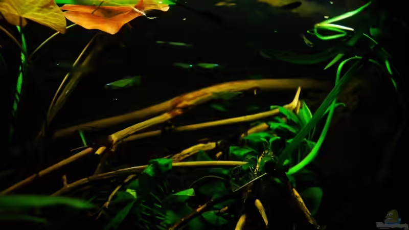 Normans Leuchtaugenfisch von Benjamin Hamann (23)