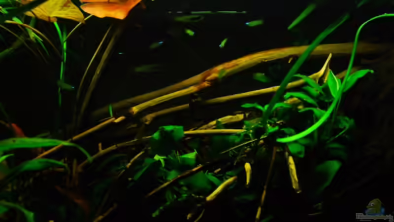 Normans Leuchtaugenfisch von Benjamin Hamann (24)