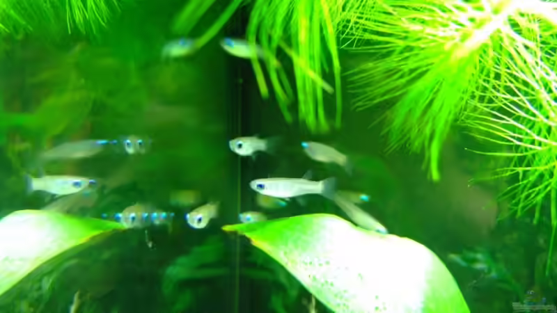 Aquarien mit Aplocheilichthys-Arten (Einrichtungsbeispiele für Aplocheilichthys-Arten)