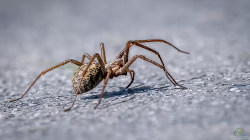 Nosferatu-Spinne: Muss ihr Fund in der Natur in Deutschland gemeldet werden?