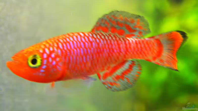 Nothobrachius rachovii von Fredo Fuss (10)