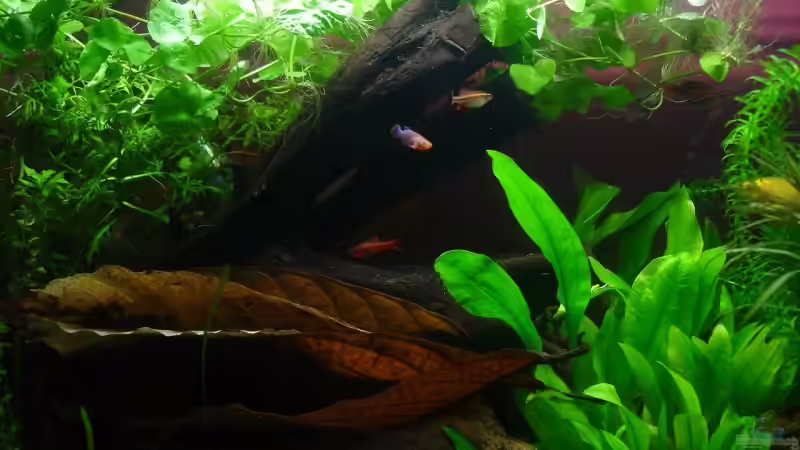 Nothobranchius rachoviii  ´Nemo´ von iptila (18)