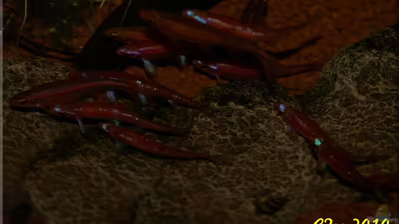 Notropis beim Liebesspiel ;-) 3 von Christian Zwick (41)