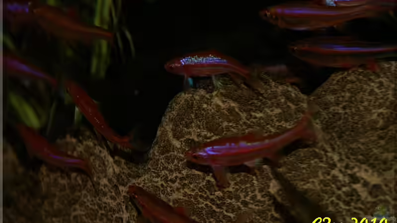 Notropis beim Liebesspiel ;-) 4 von Christian Zwick (42)