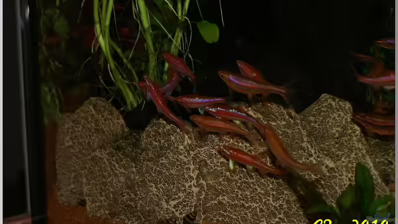 Notropis beim Liebesspiel ;-) 5 von Christian Zwick (43)