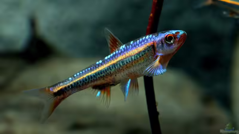 Notropis chrosomus juveniler Bock von Zigermandli (5)