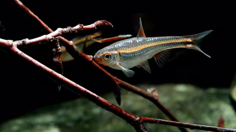 Notropis chrosomus juveniles Weibchen von Zigermandli (6)