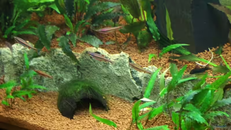 Notropis Chrosomus von Christian Zwick (33)