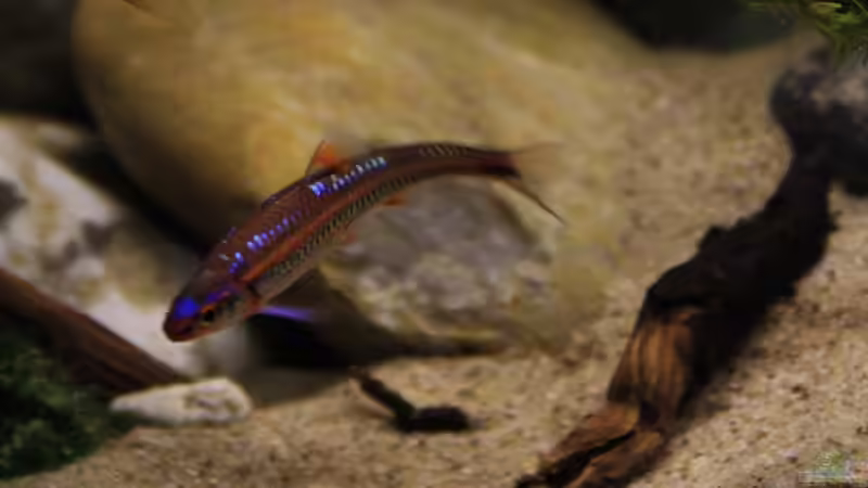 Notropis chrosomus von Florian Bandhauer (56)