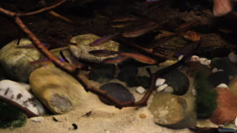 Notropis im Aquarium von Florian Bandhauer (39)